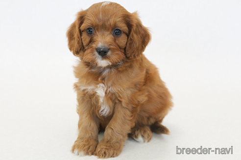 成約済の神奈川県のキャバプー:キャバリア×トイプードル-370008の2枚目